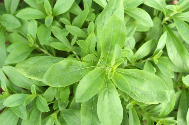 Stevia