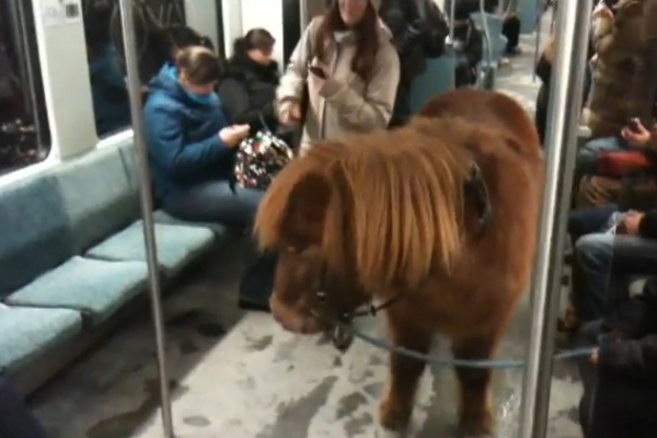 pony in s-bahn