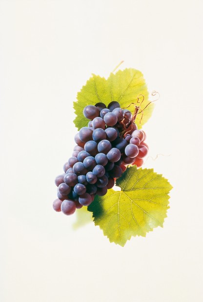 Grauburgunder