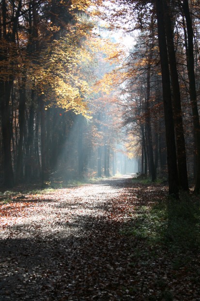 Herbstbild 2012