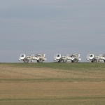 Bornheim Rüttler am Feldrand