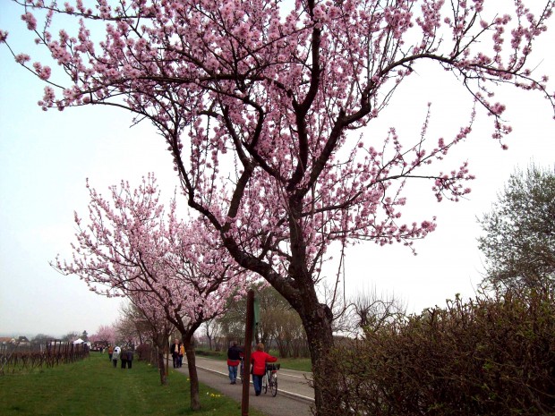 Die Villastraße in Edenkoben: Eine Mandelblütenallee, die gerne von Touristen erwandert wird. Foto: Pfalz-Express/Ahme
