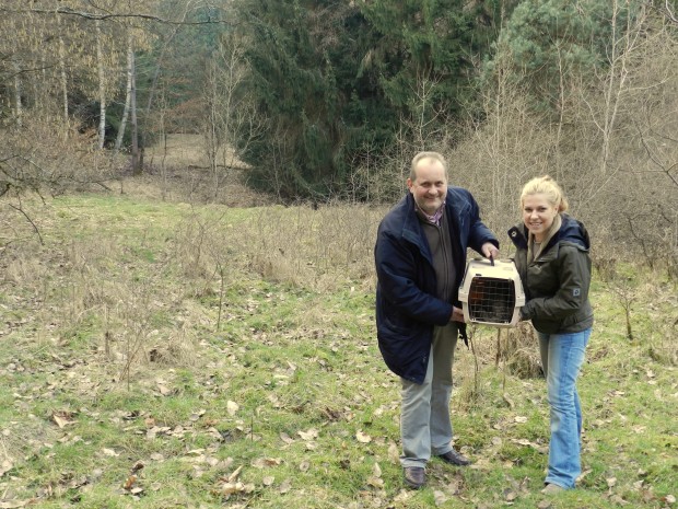 Wildkatze vor der Auswilderung, Heckel & Mentzel-1