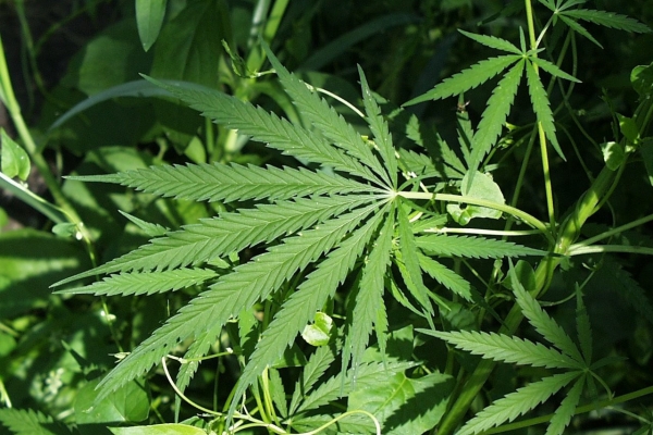 Cannabis-Pflanze. Foto: dts Nachrichtenagentur