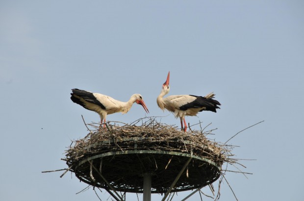 Storch