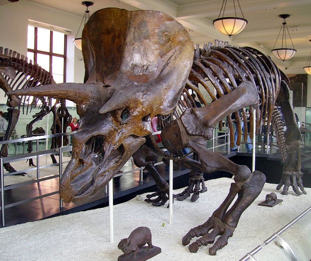 Dinosaurier Triceratops -