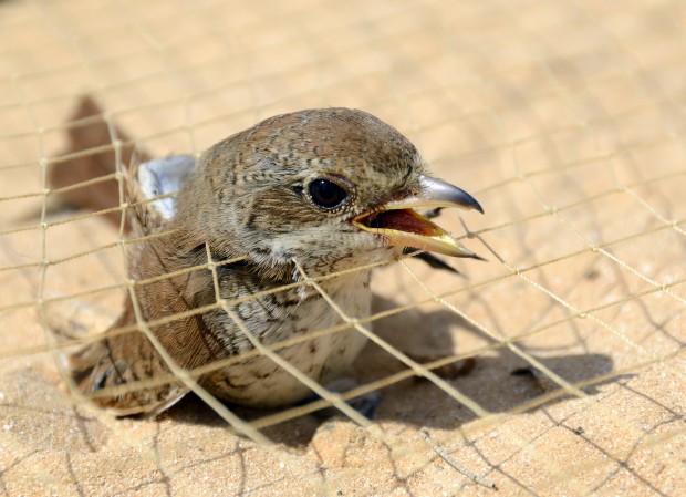 Vogel im Fangnetz