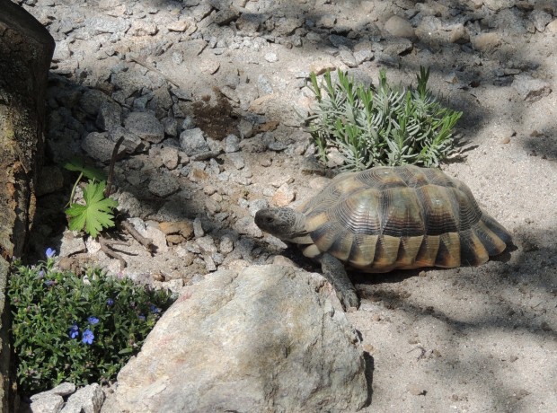 schildkröte