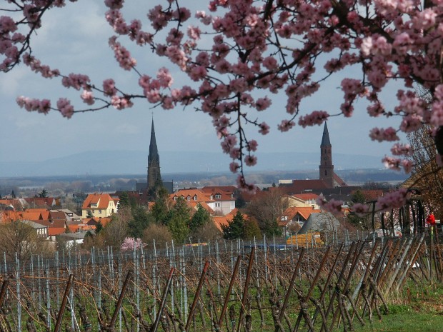 Edenkoben/Ahme