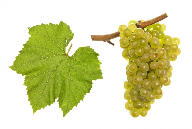 Chardonnay
