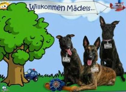 hunde