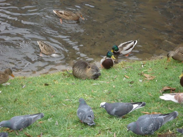 Nutria/Ahme