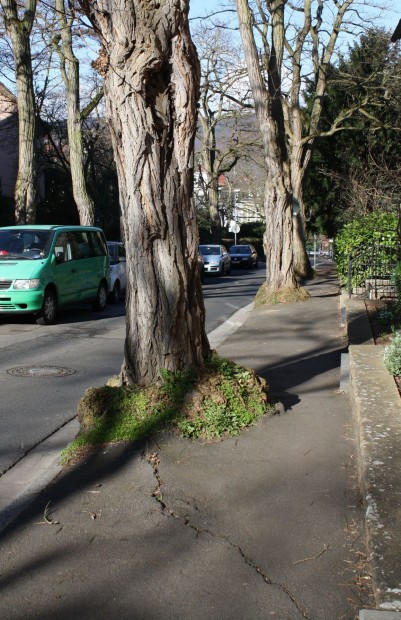 Wittelsbacherstraße_1neu