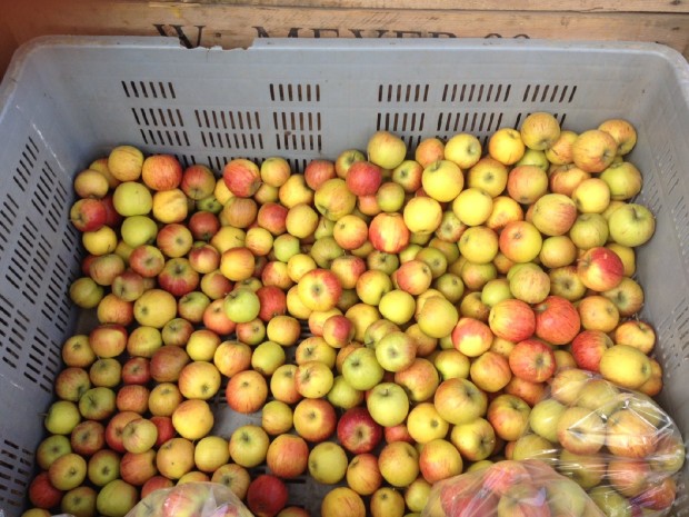 Obst Äpfel