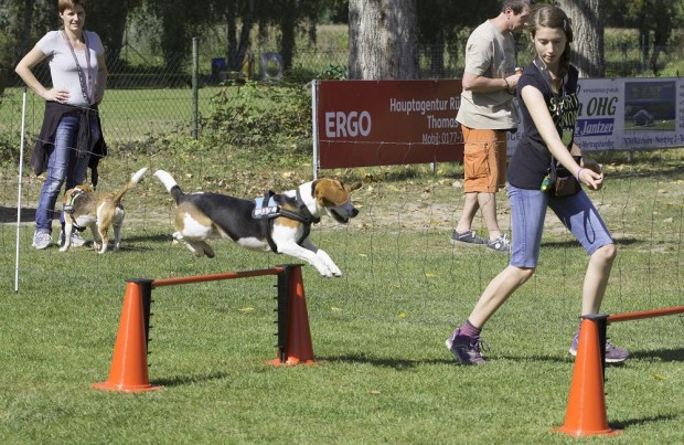 Labor-Beagle Treffen Rülzheim 2