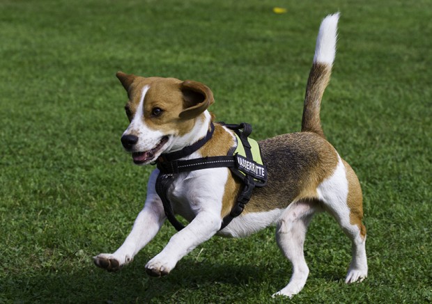 Labor-Beagle Treffen Rülzheim