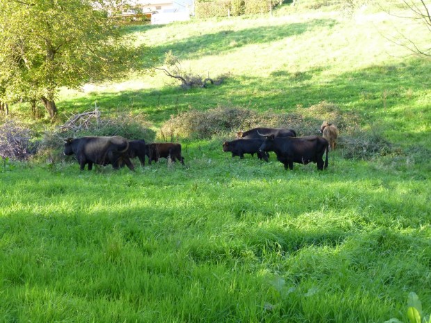 Heckrinder Gräfenhausen1