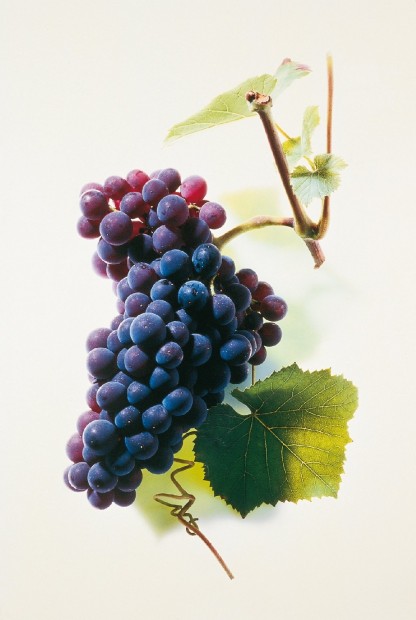 rebsorte-Spätburgunder-pfalzwein