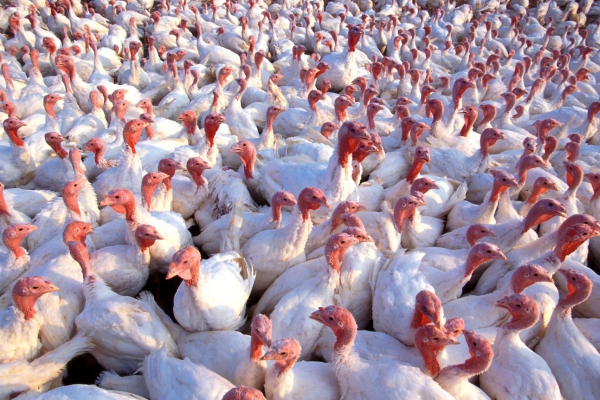 Massives Töten von Tieren: Schreckliche Konsequenz der Vorbeugung gegen Vogelgrippe. Foto: dts nachrichtenagentur