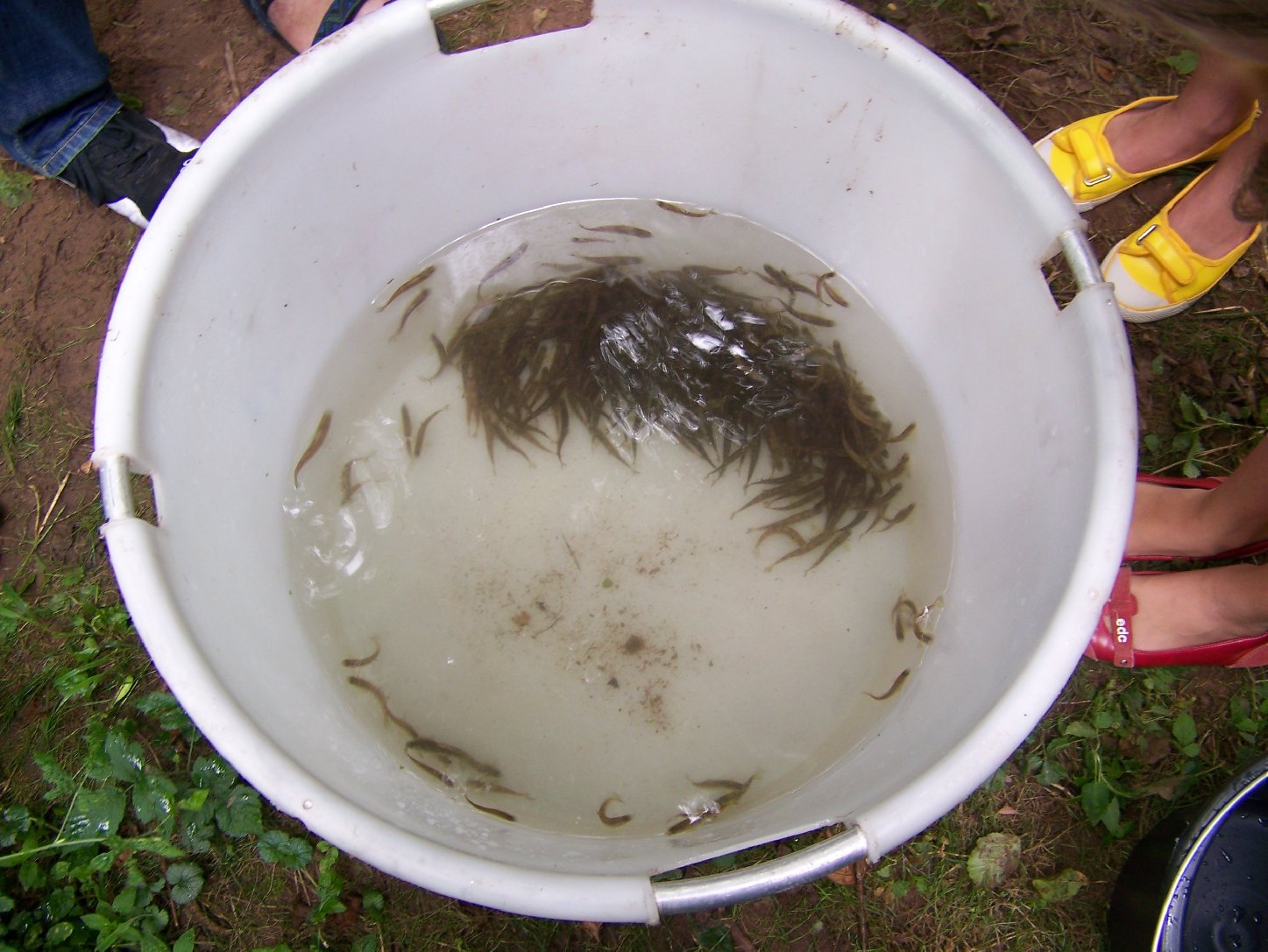 Hier schwimmen die kleinen Lachse noch in einem Eimer... Foto: SGD-Süd