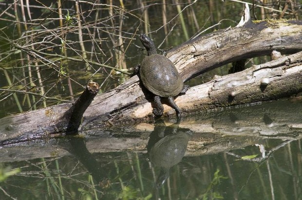 Sumpfschildkröte Foto Günter Niederer, Büchelberg