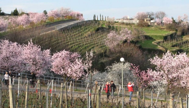 Gimmeldingen: Mandelblüten-Panoramaweg. Foto: Kermann