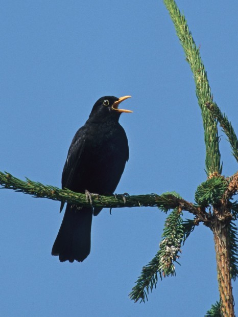 Amsel_Frank Hecker_NABU
