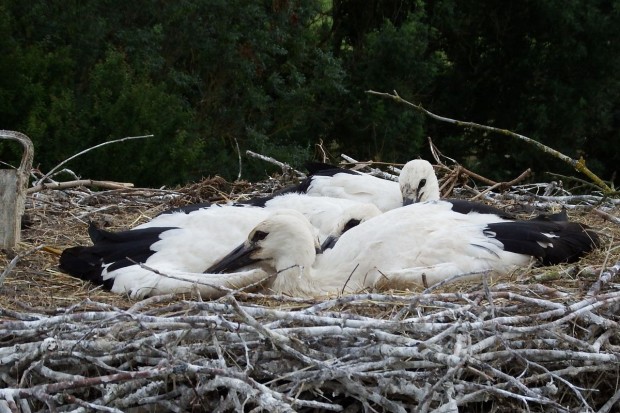 Storche Störche Steinweiler Beringung 4