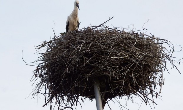 Storche Störche Steinweiler Beringung