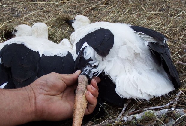 Storche Störche Steinweiler Beringung 7
