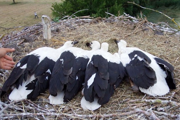 Storche Störche Steinweiler Beringung 8
