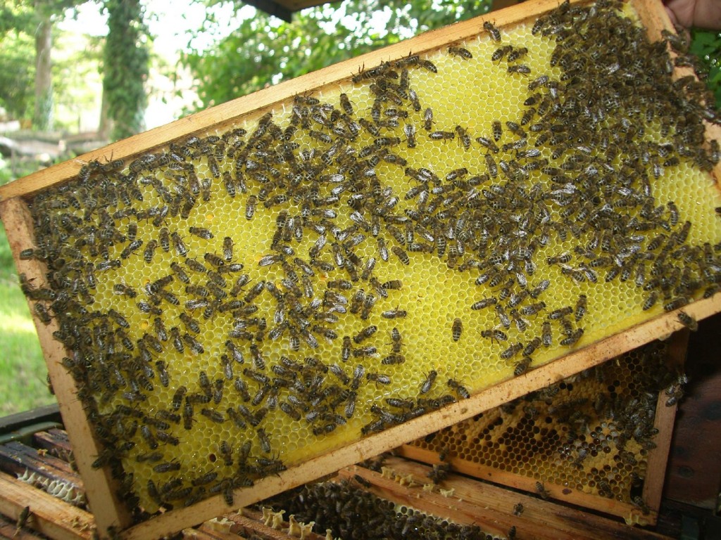 Bienenvolk in einem Stock. Motivfoto: Pfalz-Express/Ahme