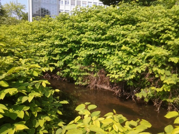 Staudenknöterich-stadt-nw