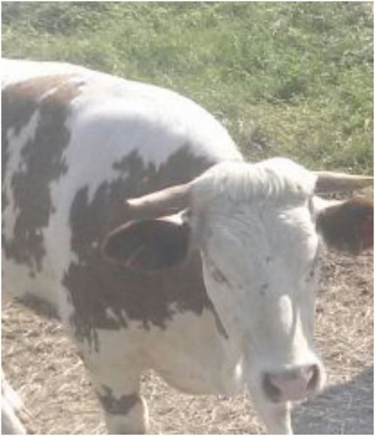 Kuh Rind Tiere