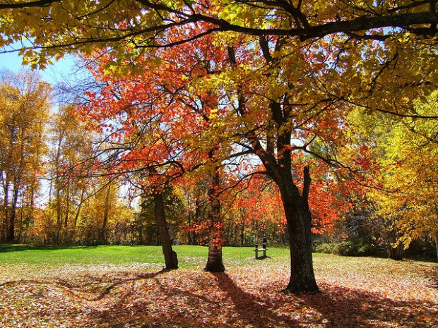 Herbst (c)