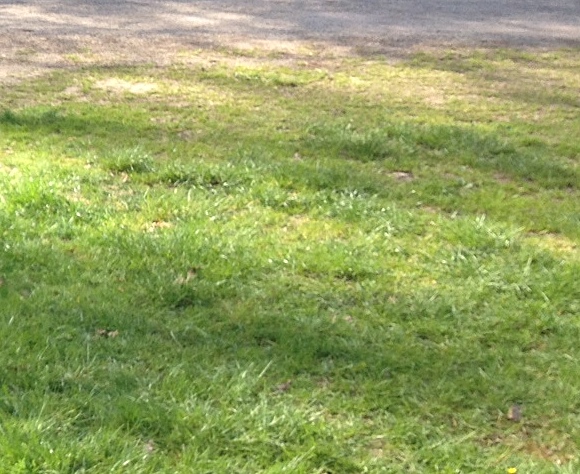 Wiese Gras