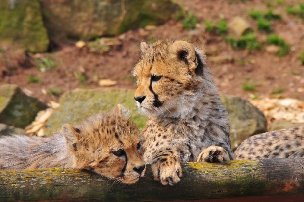 Gepard_Jenßen (3)