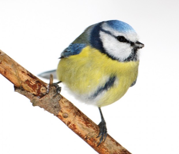 Blaumeise. Foto: Frank Derer-NABU