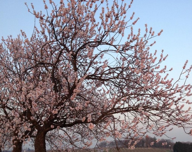 Markenzeichen in der Südpfalz: Blühende Mandelbäume im Frühjahr. Foto. pfalz-express.de/Licht