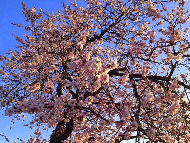 Blühender Mandelbaum: Im Frühjahr ein heiß herbeigesehnter Anblick in der Südpfalz. Foto: pfalz-express.de/Licht