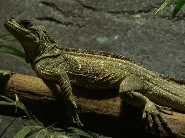 Im Reptilium Landau werden geschmuggelte Echsen wieder aufgepäppelt. Foto: Pfalz-Express/Ahme
