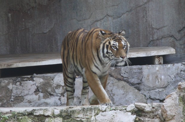 Zirkusse können Wildtieren wie zum Beispiel diesem Tiger meist keine artgerechte Haltung bieten. Foto: Pfalz-Express/Licht