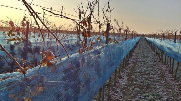 Foto: Pfalzwein