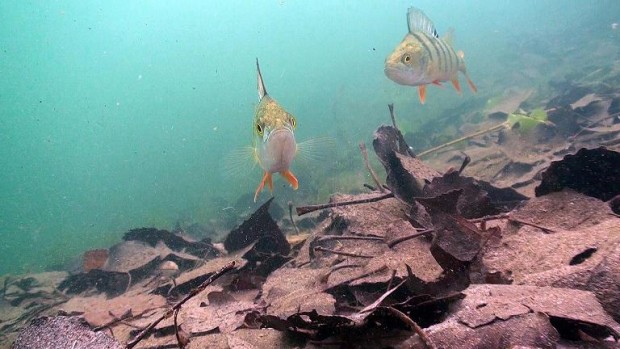 Barsche in heimischen Gewässern. Fotos: über vhs Rheinzabern 