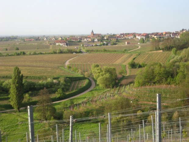 Blick auf Freinsheim. Foto: Knauf
