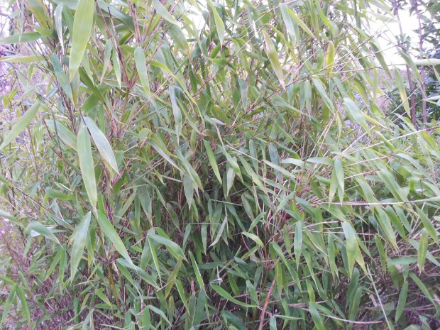 Bambus: Ein Exotisches Gewächs, das nicht in den Pfälzer Wald passt. Foto: Pfalz-Express/Ahme