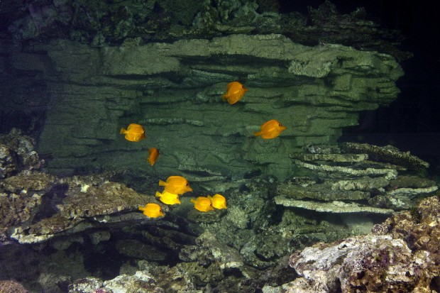 Erste Bewohner: Doktorfische im Riffaquarium. Foto: naturkundemuseum karlsruhe