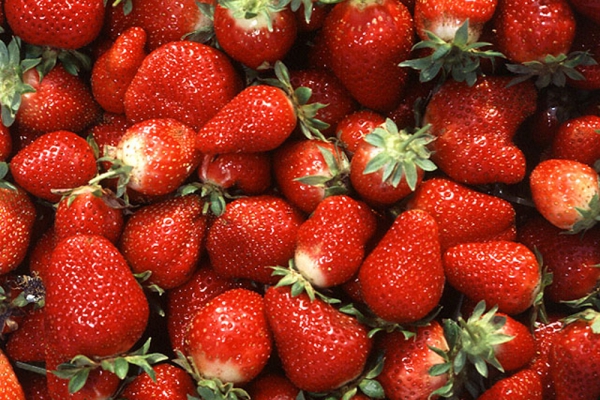 Auch Erdbeeren werden deutlich teurer. Foto: dts nachrichtenagentur