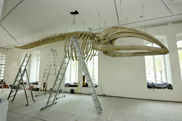 Skelett eines Noradkaperwals. Foto: naturkundemuseum karlsruhe