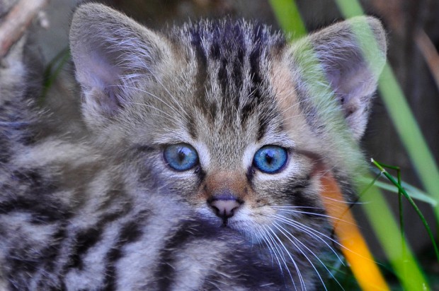 Wildkatzenjunge sehen unseren Hauskatzen sehr ähnlich. Foto: Harry Neumann